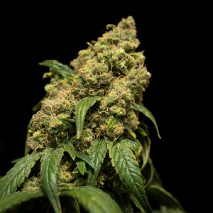 Lemon Kush 2.0 – Greenhouse Edition by CBDELICE