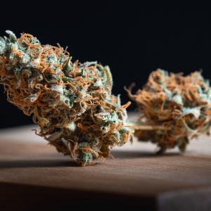 Orange Bud